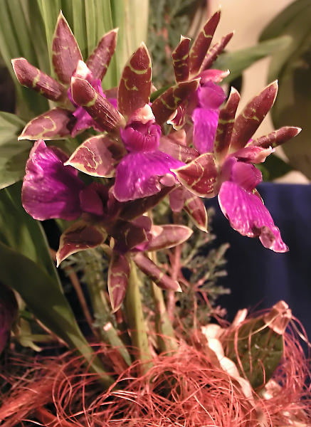 Orchidea.44.JPG - OLYMPUS DIGITAL CAMERA